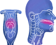 forrás: Magyar Fej-Nyaki Onkológiai Társaság